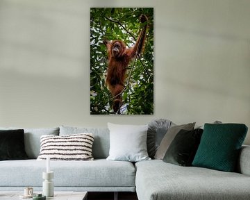 Orang Utan dans la réserve naturelle de Gunung Leuser, près de Bukit Lawang - Sumatra, Indonésie sur Tim Loos