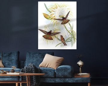 Stralende zonnestraal, John Gould van Hummingbirds
