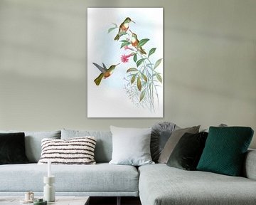 Dumeril's Amazili, John Gould van Hummingbirds