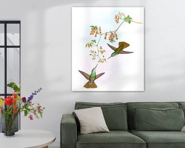 D’Ocai's Amazili, John Gould van Hummingbirds