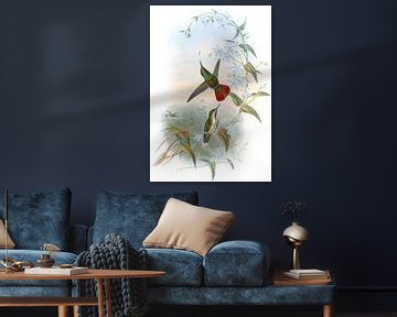 Fiery-tailed avocet, John Gould van Hummingbirds