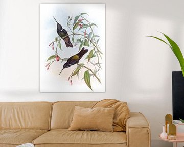 Paarse cœligene, John Gould van Hummingbirds