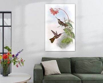 Cœligene, John Gould van Hummingbirds