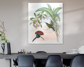 Lazuline Sabre-Wing, John Gould van Hummingbirds