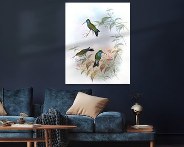 Circe, John Gould van Hummingbirds