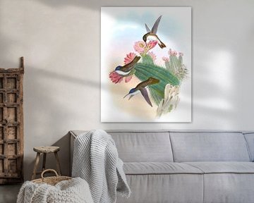 Violet-Crown, John Gould van Hummingbirds