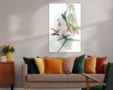 Groenstaartsylph, John Gould van Hummingbirds