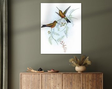 Puffle à bec long, John Gould sur Hummingbirds