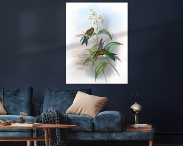 Mosquera’s Puffen-poten, John Gould van Hummingbirds