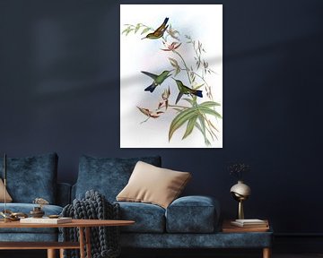 Felicia's Erythronote, John Gould van Hummingbirds