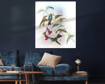 Reeve's saffier, John Gould van Hummingbirds