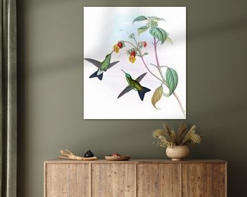 Groenhoofdige saffier, John Gould van Hummingbirds