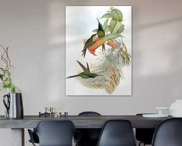 Keizerin zoemende vogel, John Gould van Hummingbirds