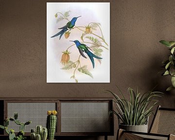 Westelijke zwaluwstaart, John Gould van Hummingbirds