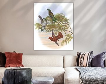 Leybold's Firecrown, John Gould van Hummingbirds