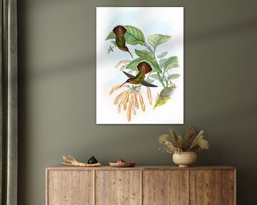 Lancetvormig Hermit, John Gould van Hummingbirds