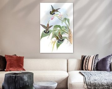 Rucker's Hermit, John Gould van Hummingbirds