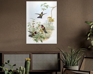 Spence's Sun Angel, John Gould van Hummingbirds