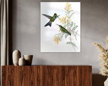 Jamesons briljante, John Gould van Hummingbirds