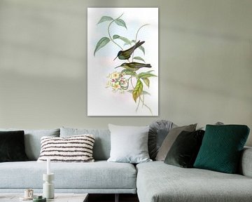 Otero briljant, John Gould van Hummingbirds