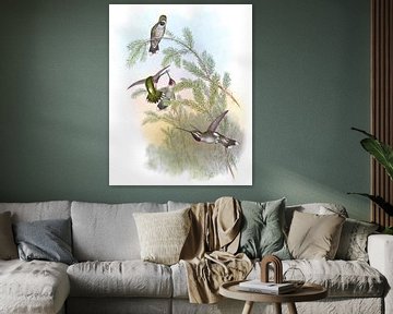Pine Star-Throat, John Gould van Hummingbirds