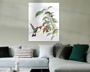 Plumeleteer met blauwbaas, John Gould van Hummingbirds