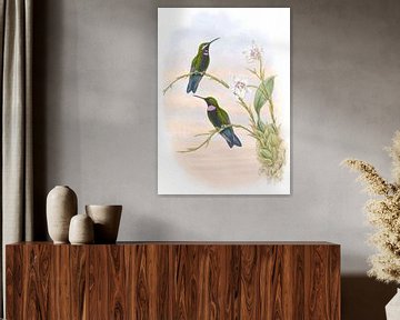Whitely is zoemende vogel, John Gould van Hummingbirds