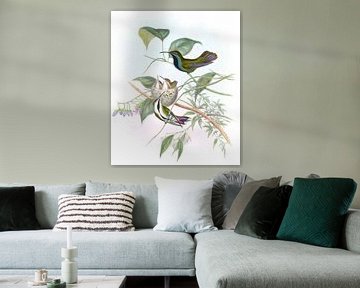 De mango, John Gould van Hummingbirds