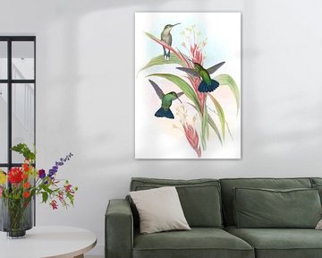 Blauwstaartmango, John Gould van Hummingbirds