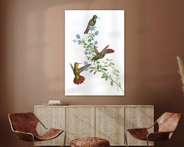 Tyrian-Tail, John Gould van Hummingbirds