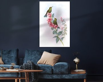 Paars-staart, John Gould van Hummingbirds