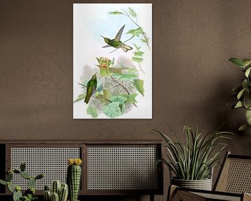 Geelachtige panoplites, John Gould van Hummingbirds