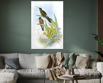 Gigantische zoemende vogel, John Gould van Hummingbirds