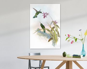 Weinig violet-oor, John Gould van Hummingbirds