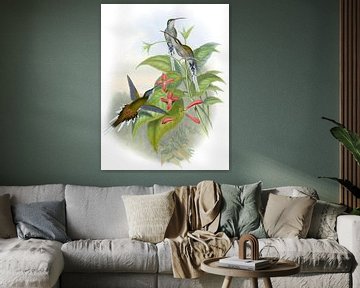 Sallé's Hermit, John Gould van Hummingbirds