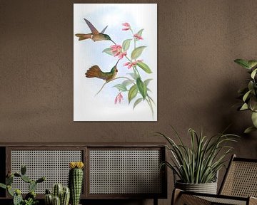 Equatoriaal Lilac-Throat, John Gould van Hummingbirds