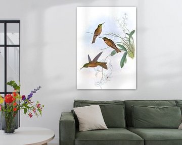 Lilac-Throat, John Gould van Hummingbirds
