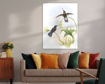 Buckley's Mountain zoemende vogel, John Gould van Hummingbirds