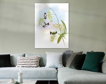 Heloisa's vlamdrager, John Gould van Hummingbirds