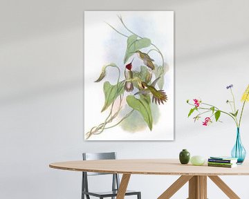 Brede vlamdrager, John Gould van Hummingbirds