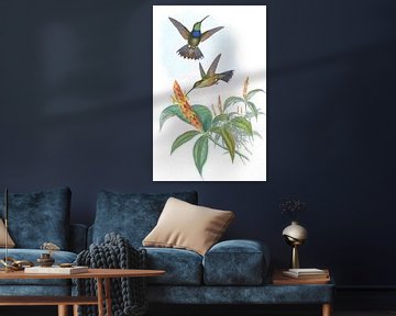 Blue-Breast, John Gould van Hummingbirds