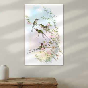 Coras Scherschwanz, John Gould