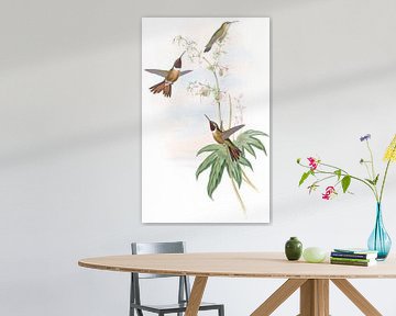 Bahama Wood-Star, John Gould van Hummingbirds