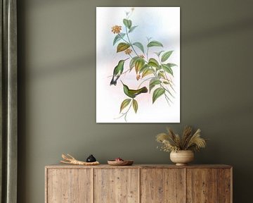 Linnæus ’Emerald, John Gould van Hummingbirds