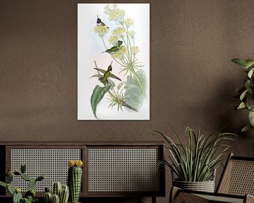 Lila-kehliger Kolibris, John Gould