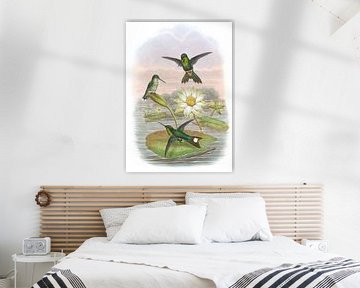 Roodventiled White-Tip, John Gould van Hummingbirds