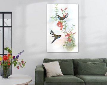 Bonte staart, John Gould van Hummingbirds