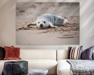 Kegelrobbenjunge am Strand von Texel von Faye van Genderen