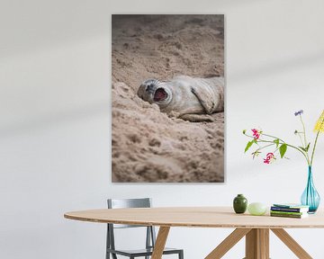 Grijze zeehond die gaapt op het strand van Faye van Genderen