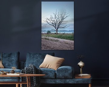 Lonely bare tree on the Kalmthoutse Heide